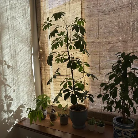 Bamboo Prague