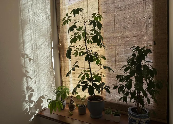 Bamboo 布拉格